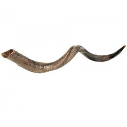 Shofar-Yemenite-Large...